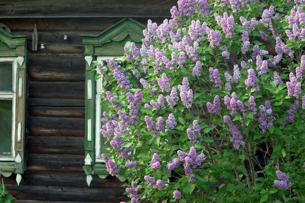 Lila bush på Fönstren i det gamla huset Royaltyfria Stockbilder