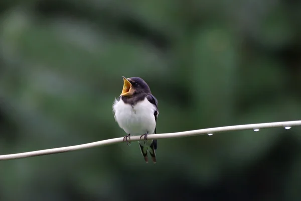 Der hungrige Vogel einer Schwalbe wartet auf die Mutter Stockbild