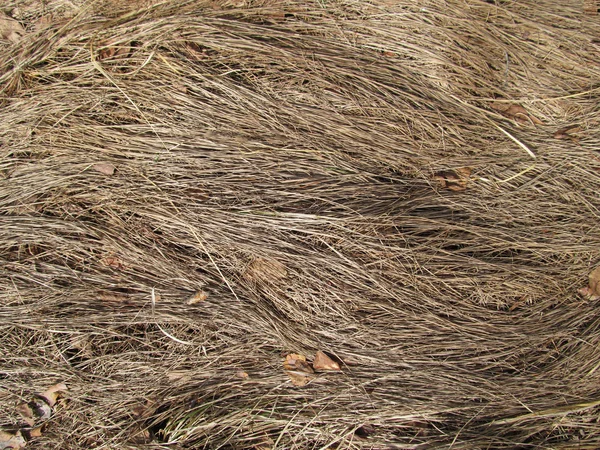 kurutulmuş ot arka plan