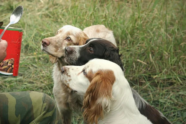 Üç çift aç gözlerini