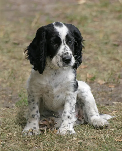 İspanyol komik siyah beyaz yavru