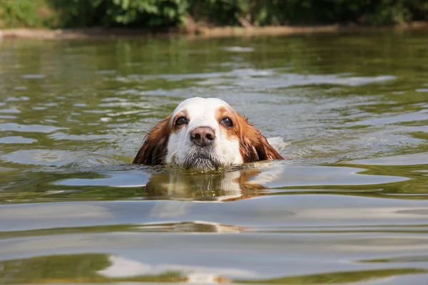 The portrait of swimming dog — Stock Photo, Image