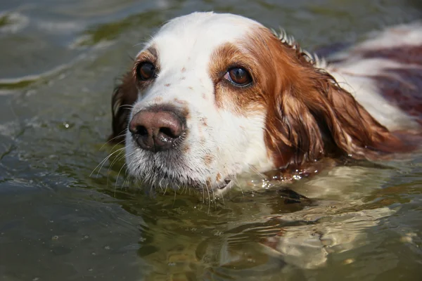 Das Porträt des schwimmenden Hundes — Stockfoto