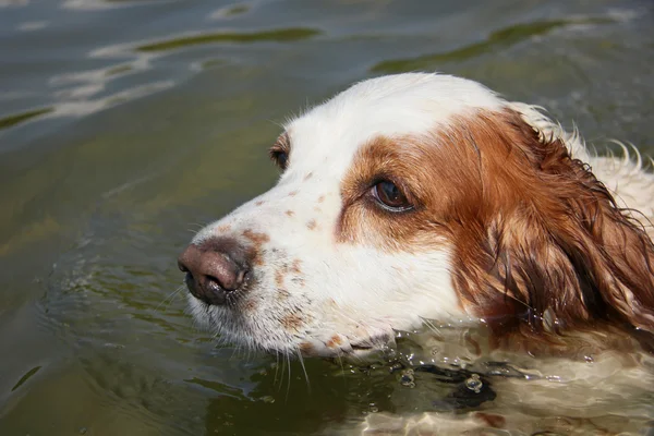 Das Porträt des schwimmenden Hundes — Stockfoto