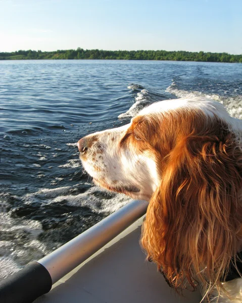 Hund i båten Stockbild