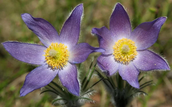 Pulsatilla patens (flor pascual oriental, humo de pradera, azafrán de pradera y anémona de hoja cortada) ) — Foto de Stock