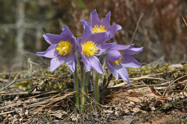 Pulsatilla patens (östlicher Passionsblume, Prärierauch, Präriekrokus und Schnitzelanemone)) lizenzfreie Stockbilder