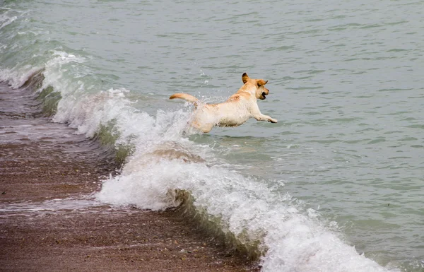 Köpek dalgalar üzerinde atlar — Stok fotoğraf