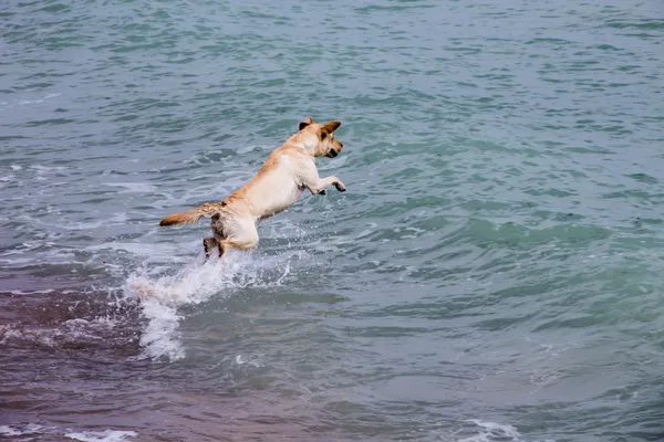 Perro salta sobre las olas — Foto de Stock