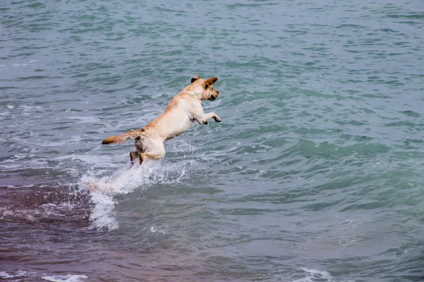 Cão salta sobre as ondas Imagens Royalty-Free