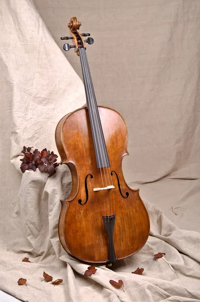 Close up of a violoncello on beige background — Stock Photo, Image