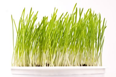 bir tencerede taze yeşil bahar buğday