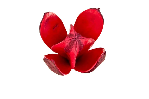 Primer plano de flor de madera roja sobre fondo blanco —  Fotos de Stock