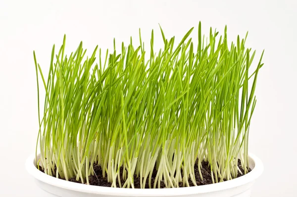 Fresh green spring wheat in a pot Stock Photo