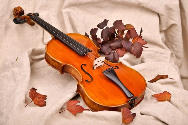 Скрипка и осенние листья — стоковое фото
