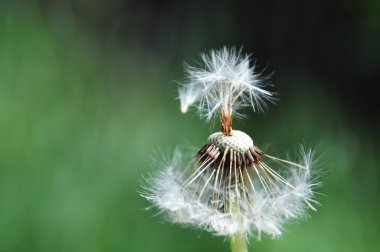 karahindiba birkaç tohum ile