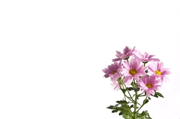 En haug med rosa blomster på hvit bakgrunn. – stockfoto