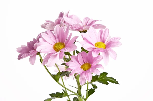 Bouquet de fleurs rose marguerite sur fond blanc — Photo