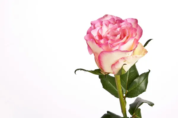 Rosa Rose mit isolierten Blättern auf weißem Hintergrund — Stockfoto