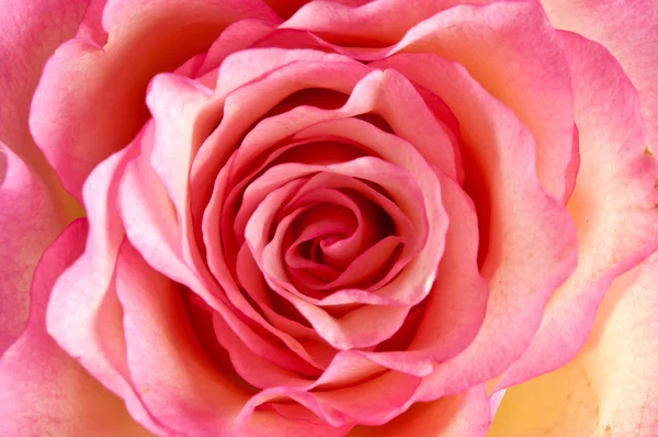 Close up of a pink rose as background — Stock Photo, Image