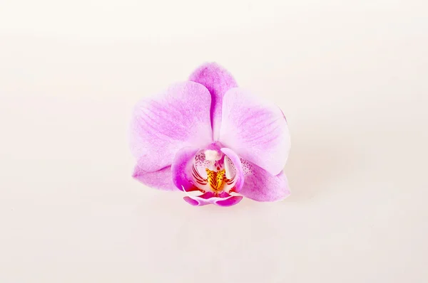 Orquídea rosa sobre fondo blanco —  Fotos de Stock