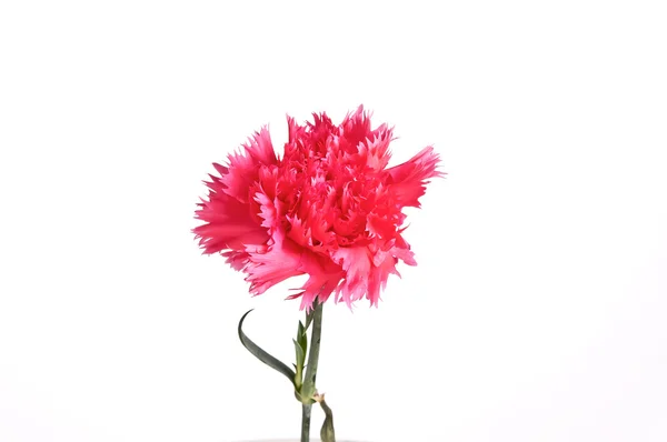 Flor de cravo rosa — Fotografia de Stock