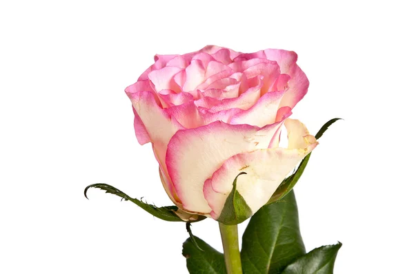 Růžová růže s listy izolované na bílém pozadí — Stock fotografie