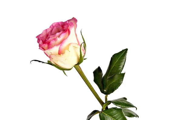 Pink rose with leaves isolated on white background — Stock Photo, Image