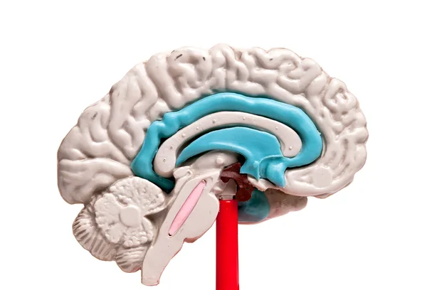 Close-up van een menselijk brein model op witte achtergrond — Stockfoto