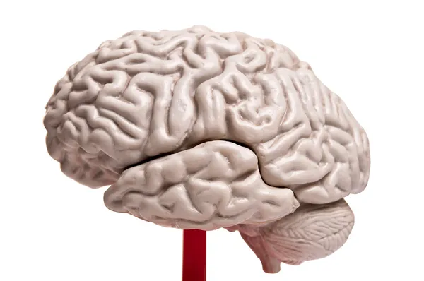 Gros plan sur l'anatomie du cerveau humain — Photo