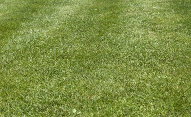 Bir tarladan yeşil çimen dokusu