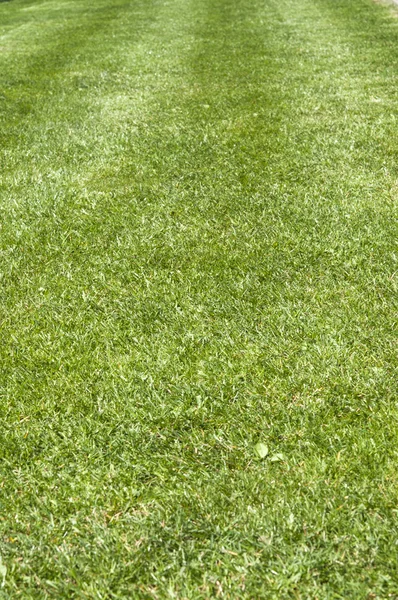 Зеленая текстура травы с поля — стоковое фото