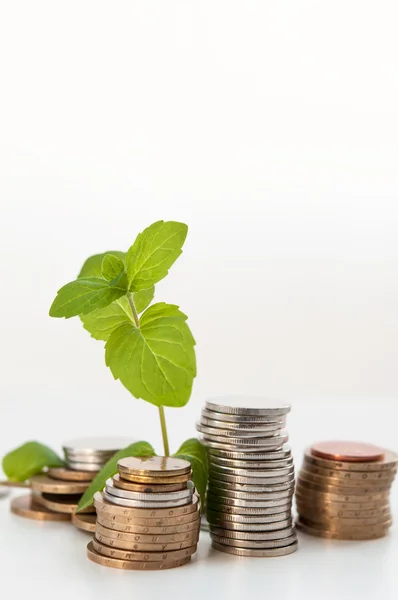 Coin money with green plant growing, financial concept — Stock Photo, Image