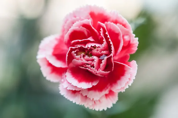 Rode en witte carnation bloem - close-up — Stockfoto