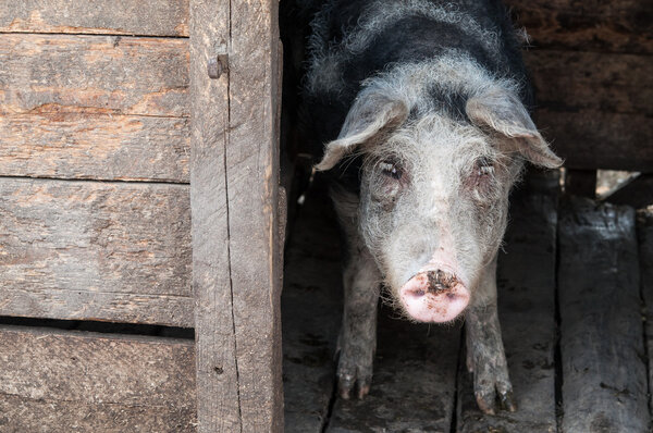 Pig in stable at the farm