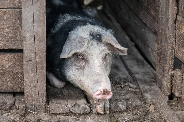 Cerdo descansando en establo en la granja — Foto de Stock