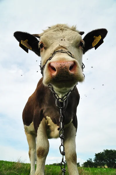 Close-up van koe met ketting over haar snuit op het veld — Stockfoto