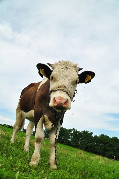 Krowa z łańcucha na jej ryj w wiejski krajobraz — Zdjęcie stockowe