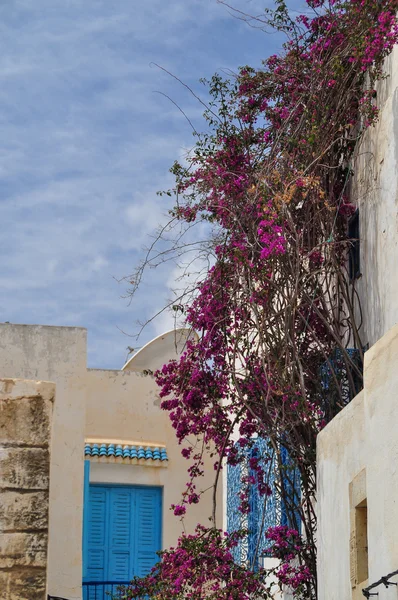 Flowers in Sousse, Tunisia — Stock Photo, Image