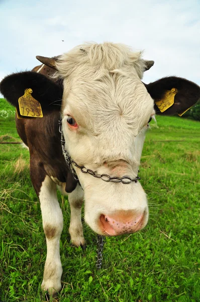 Drôle de vache dans le champ — Photo