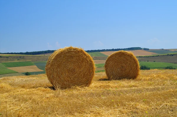 Hay straw on rural field with blue sky — Stock Photo, Image