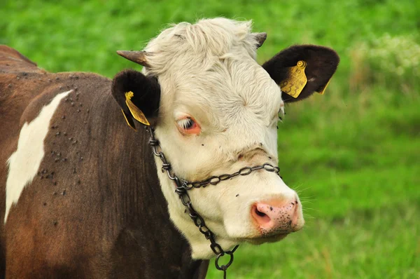 Head of a cow against a pasture — Stock Photo, Image