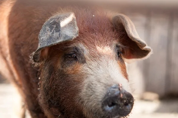 Hoofd van een vuile varken met draad in zijn neus — Stockfoto