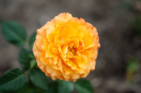 Canlı turuncu gül closeup — Stok fotoğraf