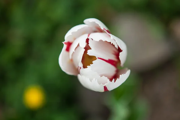 Rode witte tulip — Stockfoto
