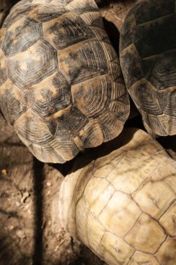 Kaplumbağa sarı ayaklı, chelonoidis denticulata, esir