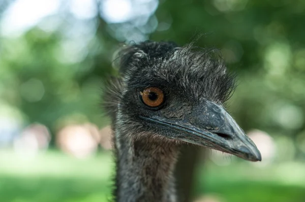 Close up of ostrich head — Stock Photo, Image