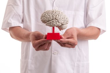 onun elinde beyin modeli ile genç bir doktor
