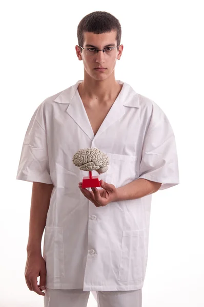 Young doctor with brain model in his hands — Stock Photo, Image