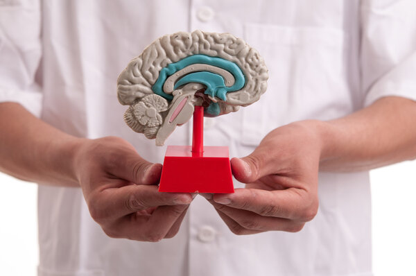Young doctor with brain model in his hands
